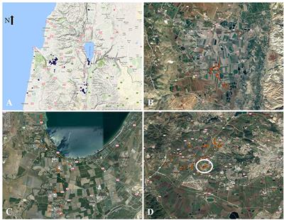 Distribution and Biology of the Invasive Weed Parthenium hysterophorus L. in Israel